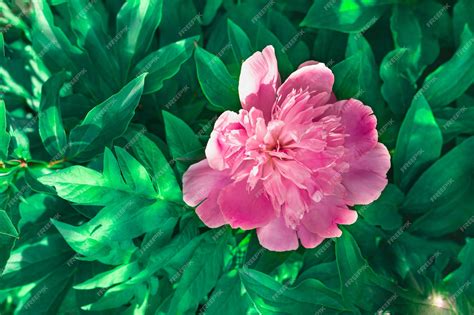 Single Big Pink Flowers