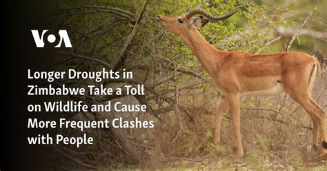 Longer Droughts in Zimbabwe Take a Toll on Wildlife and Cause More ...