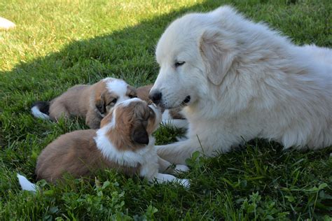 Bernese Mountain Dog Vs Great Pyrenees: Which Is The Ultimate Guardian ...