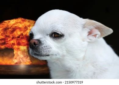 Image result for Exploding Chihuahua