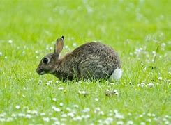 Image result for Spring Wildlife Bunnies