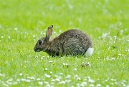 Image result for Spring Bunnies Pics