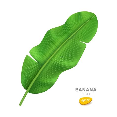Banana leaf and water drop realistic design on white background eps 10 ...