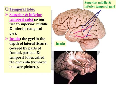Image result for Brain Exploding Vector