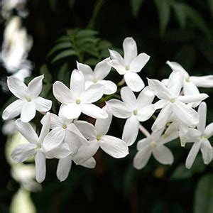 ORETIC Jasmine Plant Price in India - Buy ORETIC Jasmine Plant online ...