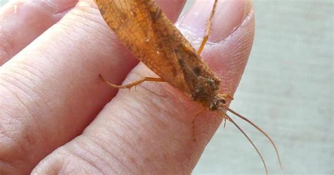 Good Natured: The gigantic caddisfly – not just any old bug – Shaw Local