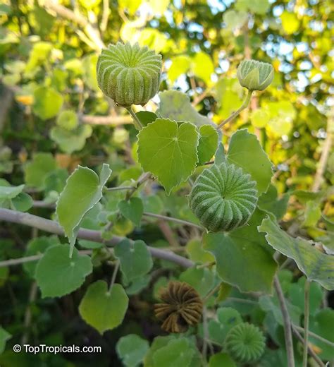 Atibala/Abutilon Indicum Plant Herb Plant Outdoor Plant : Amazon.in ...