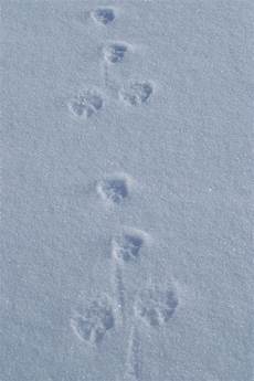marderspuren im schnee komische spuren im schnee seite 4 allmystery marderspuren im schnee komische spuren im schnee seite 4 allmystery