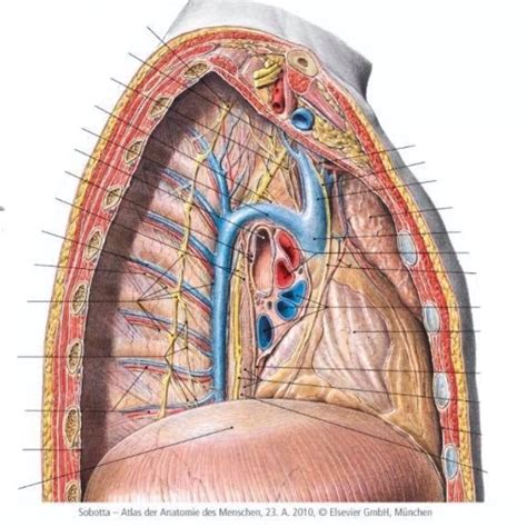 Thorax Function 的图像结果