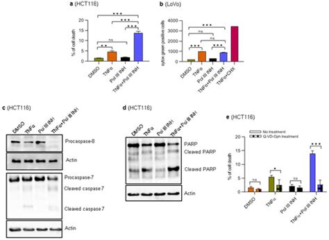 Cancers | Special Issue : Involvement of RNA Polymerases I and III in ...