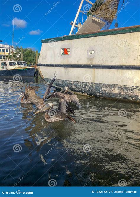 Pelicans in the bayou editorial photography. Image of flock - 123216277