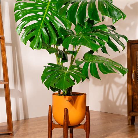India's #1 Plant & Pots Store| As seen on Shark Tank| Kyari.co