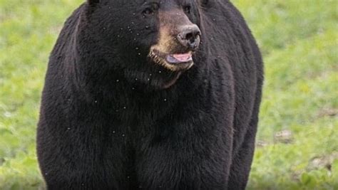 独行650公里黑熊只为求爱，十几万网友护航，围观真爱之旅_布鲁诺