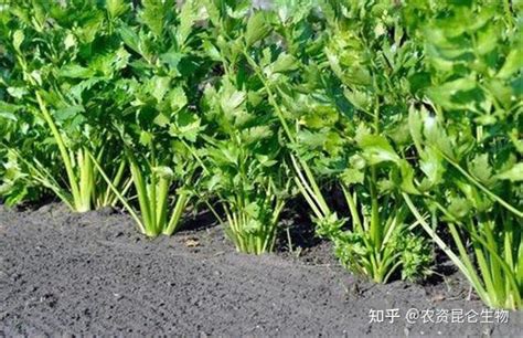 芹菜怎么种植方法如下 - 农业种植网
