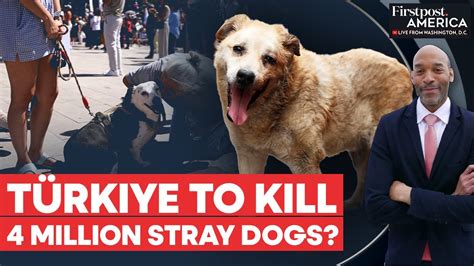 Turkey Approves Culling of Stray Dogs, Sparks Mass Protests