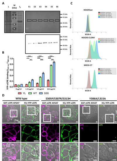 cCPE Fusion Proteins as Molecular Probes to Detect Claudins and Tight ...