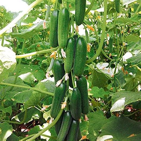 UGAOO Long Cucumber Vegetable Seed (Green, Pack of 1.2g) : Amazon.in ...