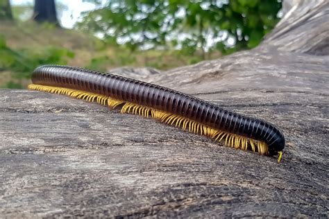 Giant African millipede