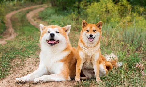10 Types of Japanese Dog Breeds - A-Z Animals