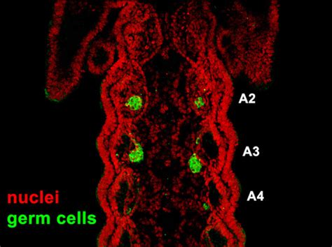 Image result for Germ Line Development