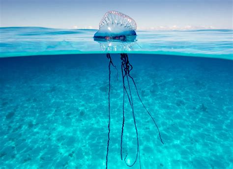 Jellyfish warning in Spain after Portuguese man o'war is spotted ...