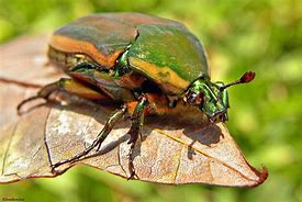 beetle 的图像结果