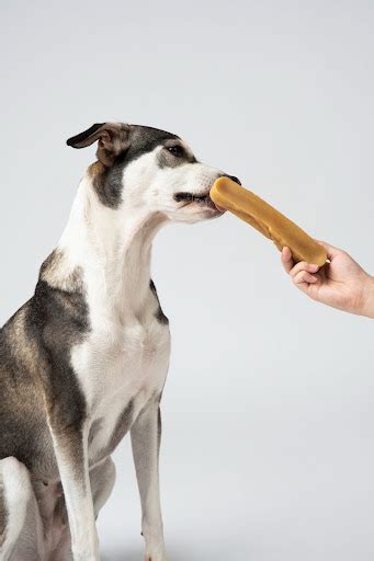 How Hard Bars Help in Dental Hygiene of Your Dogs | Dogsee
