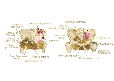 Pelvic Floor Dry Needling