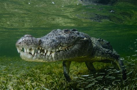 Crocodiles Facts Horror Moment 15ft Crocodile With 'world's Most