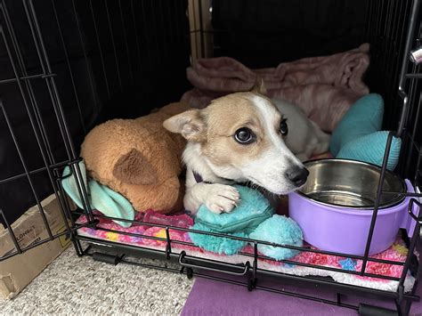 Is Wisdom Panel really that accurate? : r/DoggyDNA