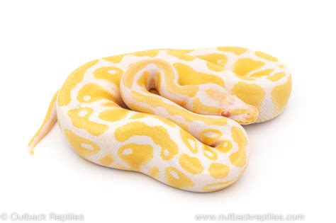 Image result for Pied Python
