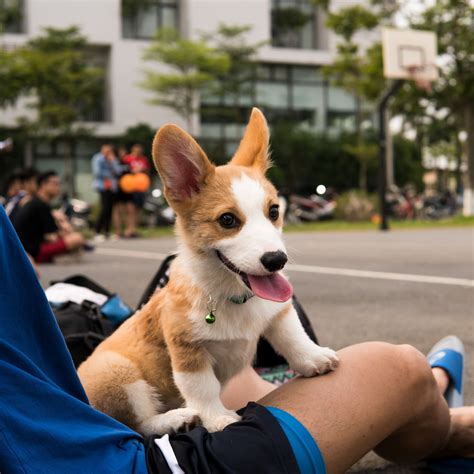 Do Corgis Make Good Apartment Dogs