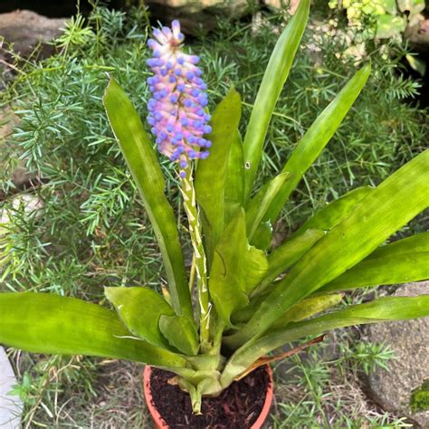Aechmea Gamosepala – Pink Winter Bloom | myBageecha