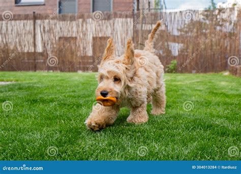 Image result for Cockapoo Running