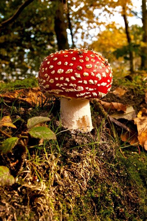 Image result for Mushroom Huge Dataset Classification Python