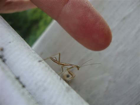 Simple Pleasures: Baby Praying Mantis