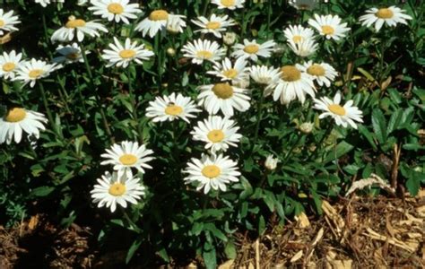 Do rabbits eat Daisies + Gerbera, Shasta & African Daisies? | Pet Care ...