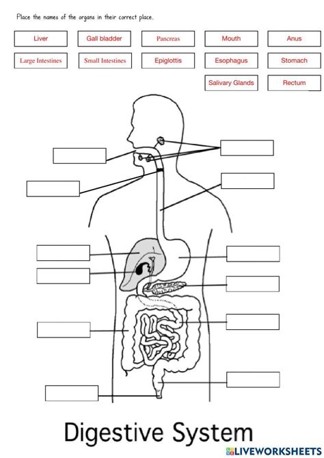 Image result for Digestive System Lesson