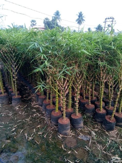 Bambusa Ventricosa Dwarf - Buddha Belly Bamboo — Saharanpur Nursery
