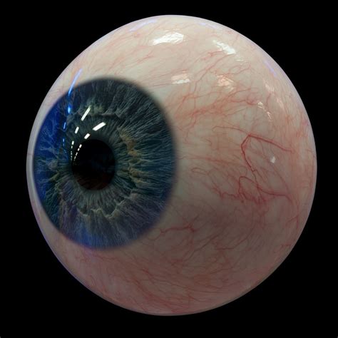 Real Eyeball Anatomy