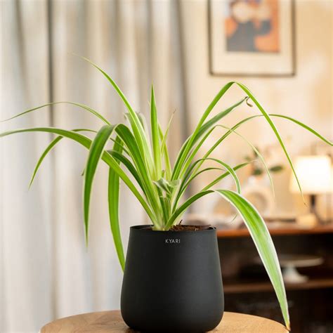 Indoor Office Plants - Buy Office Desk Plants Online – Kyari.co
