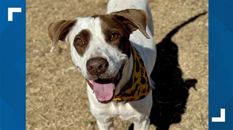Howdy lost the only home he's ever known after his human died | kens5.com