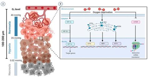 Targeting Hypoxia-Driven Metabolic Reprogramming to Constrain Tumor ...