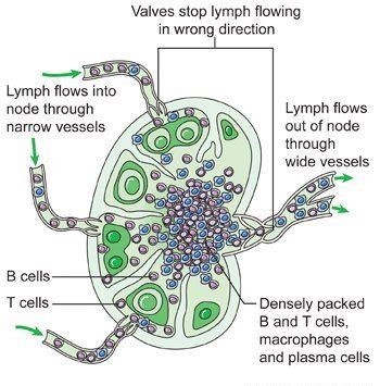 YOGA AND AYURVEDIC MASSAGE FOR DRAINING LYMPH NODES- CAPT AJIT ...