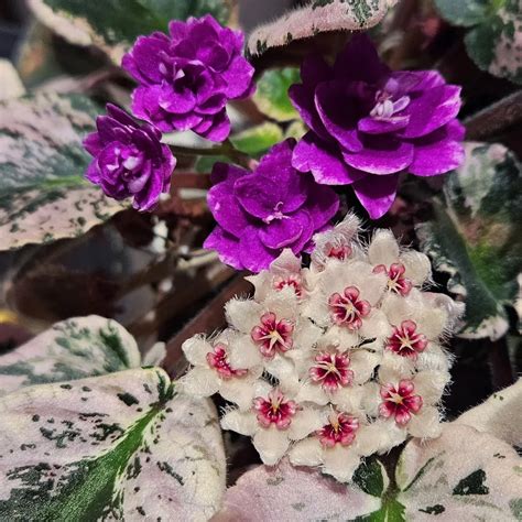 African Violet Care Tips for Healthy Blossoms