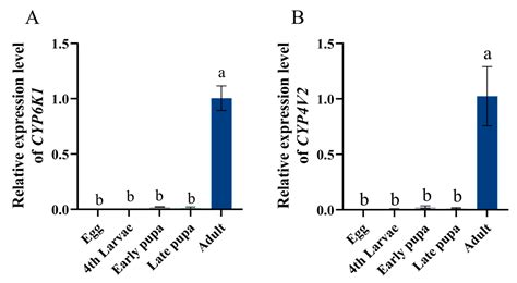 High Antennal Expression of CYP6K1 and CYP4V2 Participate in the ...