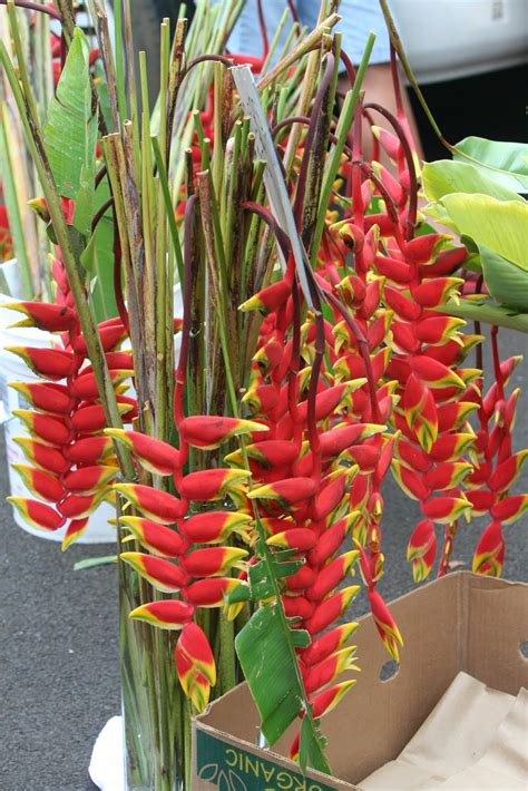 Facts About Lobster Claw Plant at Richard Harvey blog