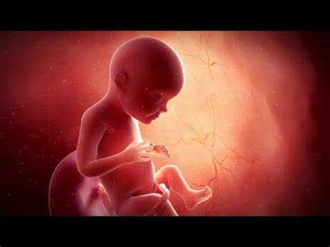 Image result for Human Reproduction YouTube