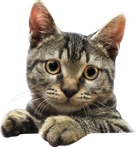 Cat PNG Images, Cute Cats Transparent Images - Free Transparent PNG Logos