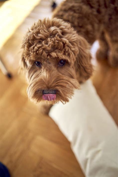 Image result for Cockapoo Tongue